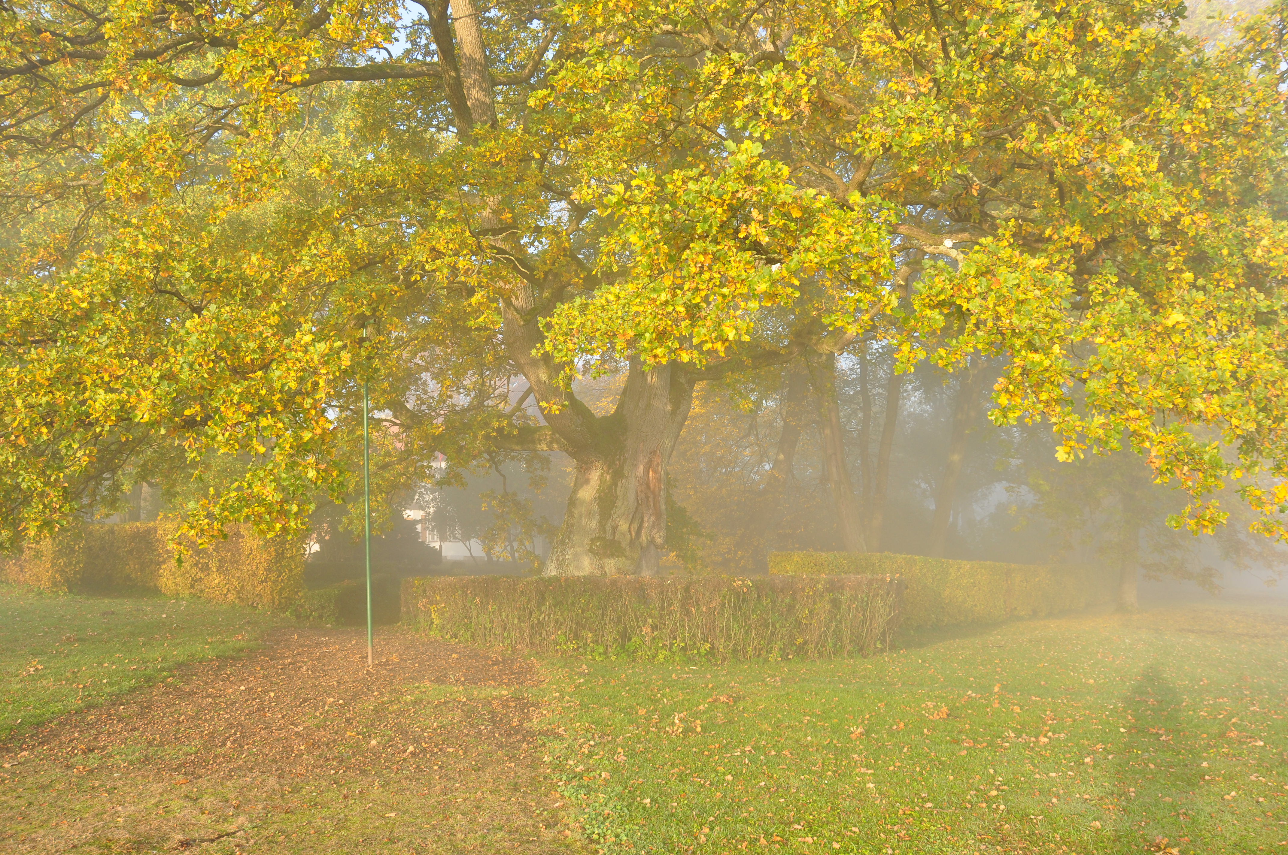Dąb Wybickiego jesienią we mgle