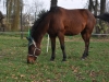 Parkur - niewielki konik o ogromnym sercu, który pracuje jako koń-terapeuta w Zespole Szkół Specjalnych nr 4 w Sosnowcu. Hucuł ten to 56. koń Klubu Gaja.